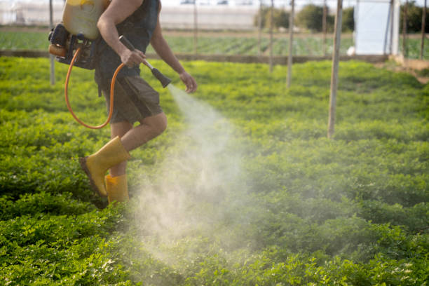 Wasp Removal Services in University Of California Santa Barbara, CA