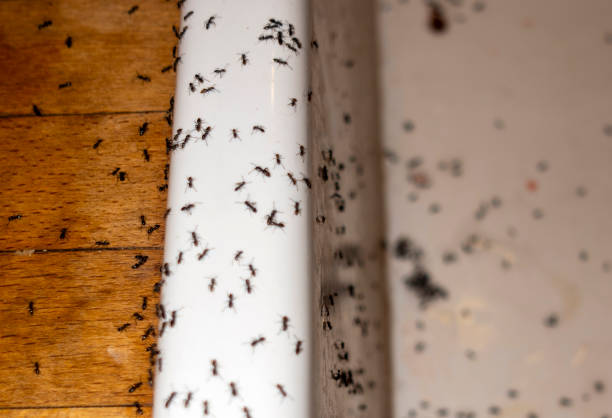 Best Commercial Pest Control Services  in University Of Lifornia Santa Barbara, CA
