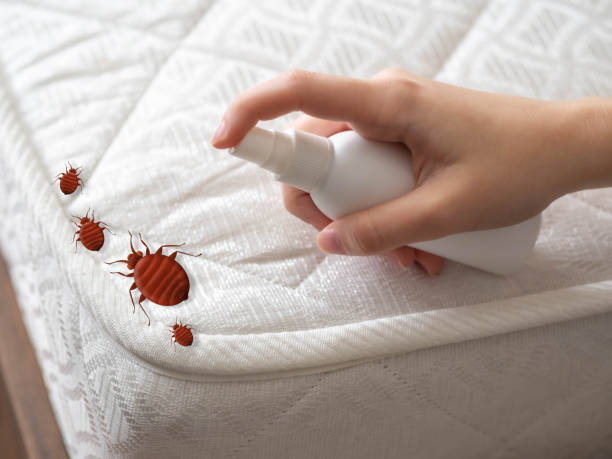 Best Flea Control Services  in University Of Lifornia Santa Barbara, CA