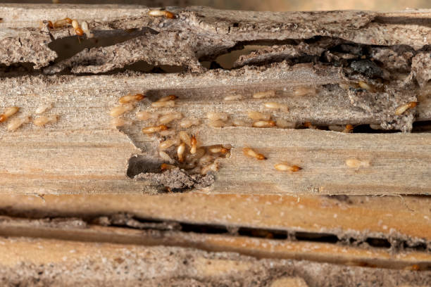 Best Termite Control Services  in University Of Lifornia Santa Barbara, CA